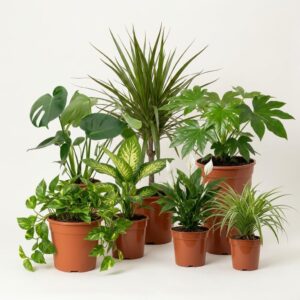 "Air Purifier" Plant Set | Set of 7 | Monstera, Spathiphyllum, Dracaena, Dieffenbachia, Green Lily, Fatsia, Ivy | Approx. 30-70 cm | Diameter 12-15 cm Pot | Indoor Plants for Home and Office
