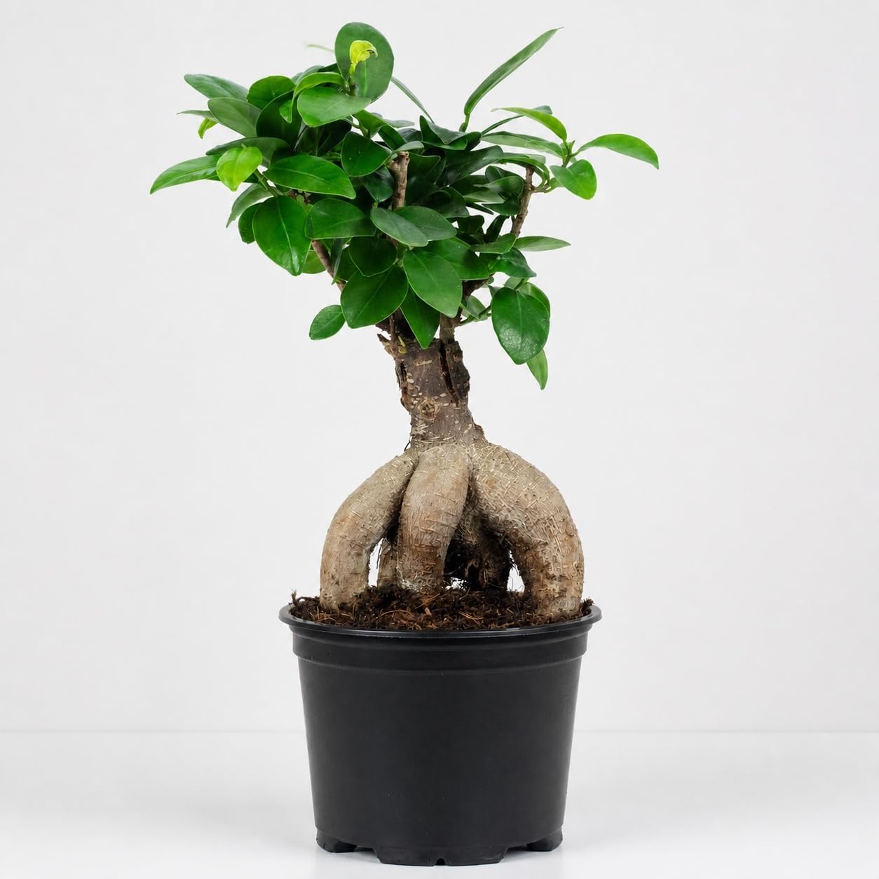 Chinese Fig - Easy-Care Indoor Plant, Ficus Ginseng - Height Approx. 25 cm, Pot Diameter 12 cm – Bild 6