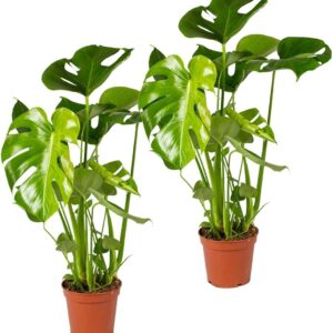 Bloomique – 2er-Set – Monstera Deliciosa – Fensterblatt – Zimmerpflanzen – Pflegeleicht – Luftreinigend – Höhe 50-70 cm – Topf 17 cm