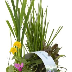 Bloomique - Set of 6 - Flowering Pond Plants - Water Plants Mini Pond - Zone 1 & 2 - Hardy - Height 15-25 cm - Pot 9 cm
