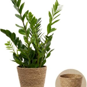Glücksfeder + 1 x Seagrass Basket | Zamioculcas zamiifolia | Approx. 40-50 cm | Diameter 12-15 cm Pot | Easy Care Indoor Plants for Home and Office | Quality from Plant Professional | Ideal Room