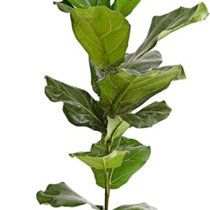 Dehner Violin Fig, Impressive Foliage, Approx. 65-75 cm, Pot Diameter 17 cm