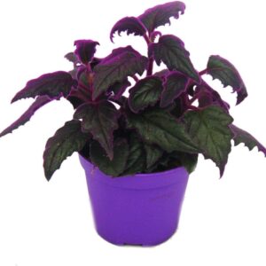 Exotenherz – Gynura Purple Passion – Velvet Leaf – Velvet Nettle – Purple Plant – 9 cm