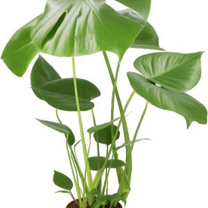 Monstera deliciosa | Window Leaf | Approx. 55-70 cm | Diameter 12-15 cm Pot | Easy Care Indoor Plants for Home and Office | Quality from Plant Professional | Ideal Room Greenery