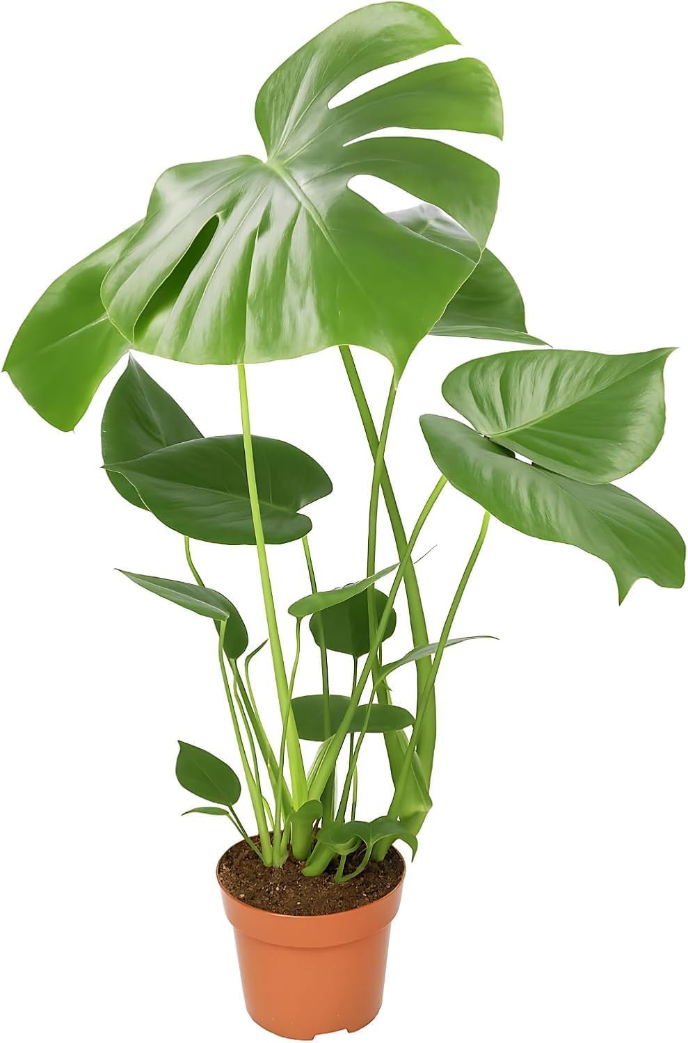 Monstera deliciosa | Window Leaf | Approx. 55-70 cm | Diameter 12-15 cm Pot | Easy Care Indoor Plants for Home and Office | Quality from Plant Professional | Ideal Room Greenery