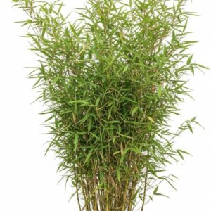 Fargesia Murielae Jumbo Bamboo China Cane Grass 60-100 cm High in 5 Litre