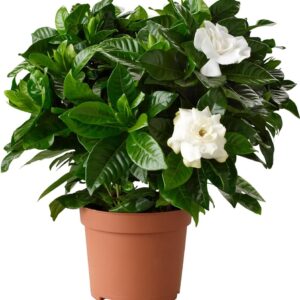GardenersDream Gardenia Jasminoides Plant in 12 cm Pot - Real Flowering Indoor Plant - Ornamental Shrub Hardy Evergreen - Scented Jasmine Plant for Balconies, Tubs
