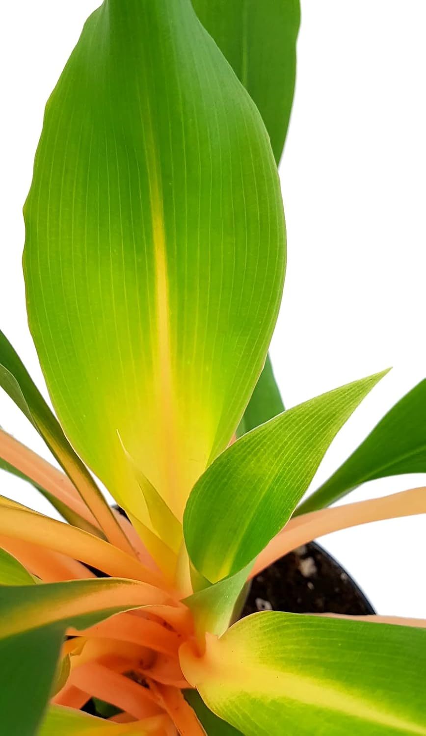 Chlorophytum orchidastrum 'Green Orange' - Green Lily in Diameter 10 cm Pot - Easy-Care Indoor Plant – Bild 2