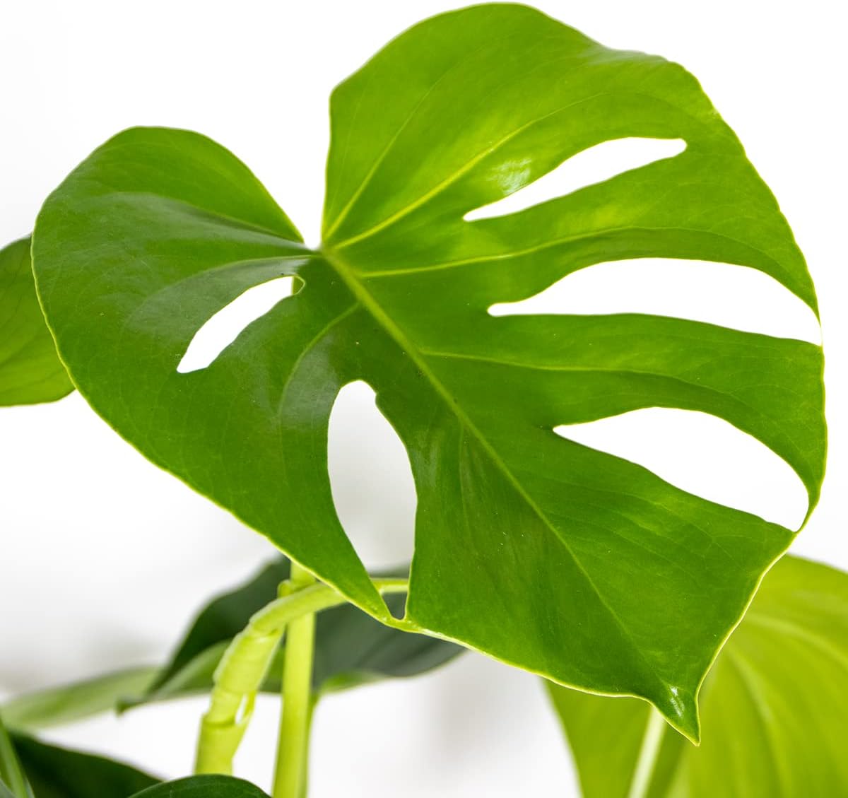 Bloomique - Monstera Deliciosa - Window Leaf - Indoor Plants - Easy Care - Air Purifying - Height 70-80 cm - With Seagrass Basket 21 cm - Pot 21 cm – Bild 3