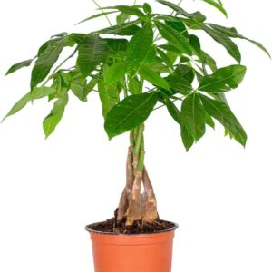 Pachira Aquatica Money Tree, Indoor Plant in Growing Pot, 12 cm