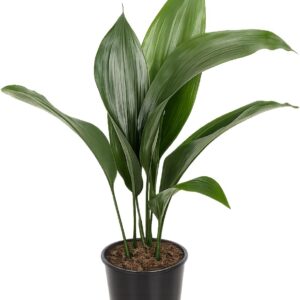 Aspidistra Elatior 50 cm – Cobbler Palm/Butcher Palm – Robust Indoor Plant for Easy-Care Room Greening, Air Purification and Shade Compatibility