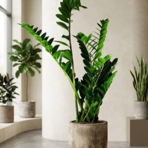 Zamioculcas Zamiifolia Lucky Feather Approx. 90 cm, XXL Indoor Plant, Easy to Clean