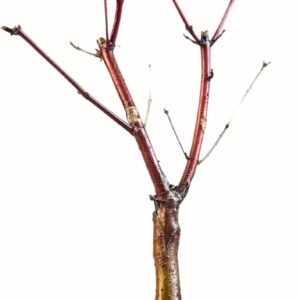 Bonsai DE – Bonsai Tree Japanese Maple – Acer Maple Trees / Japanese Maples / Is 25-30 cm High (Deshojo P12 Red)