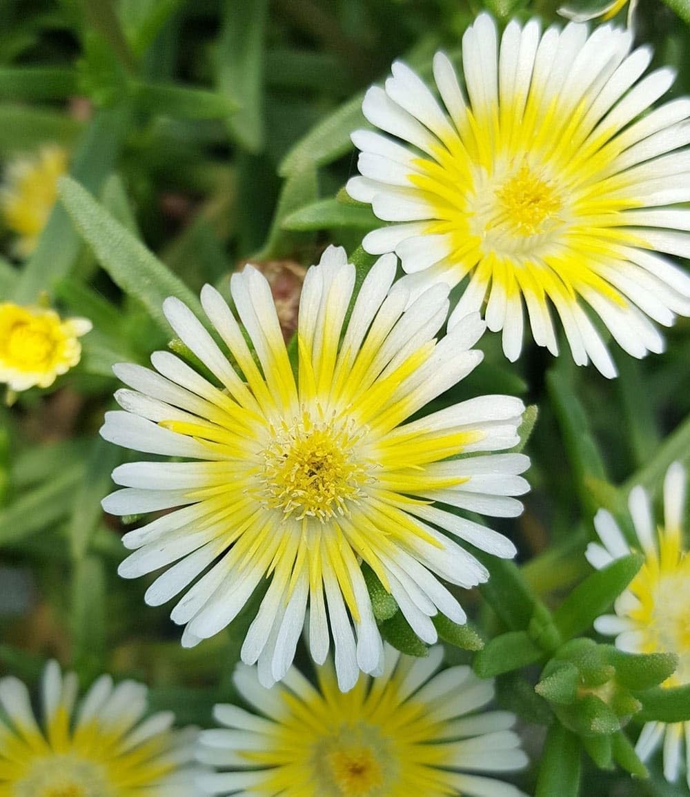 Baldur Garden 3 Hardy Ice Flowers Summer Mix, Plants in 9 x 9 cm Pot – Bild 3