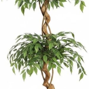 Artificial Ficus Tree for Indoor Use, Realistic Artificial Tree