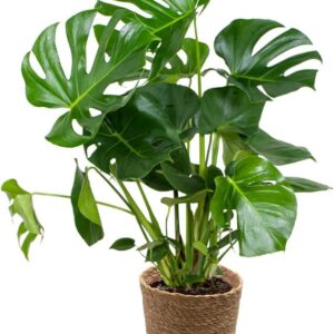 Bloomique – Monstera Deliciosa – Window Leaf – Indoor Plants – Easy Care – Air Purifying – Height 70-80 cm – With Seagrass Basket 21 cm – Pot 21 cm