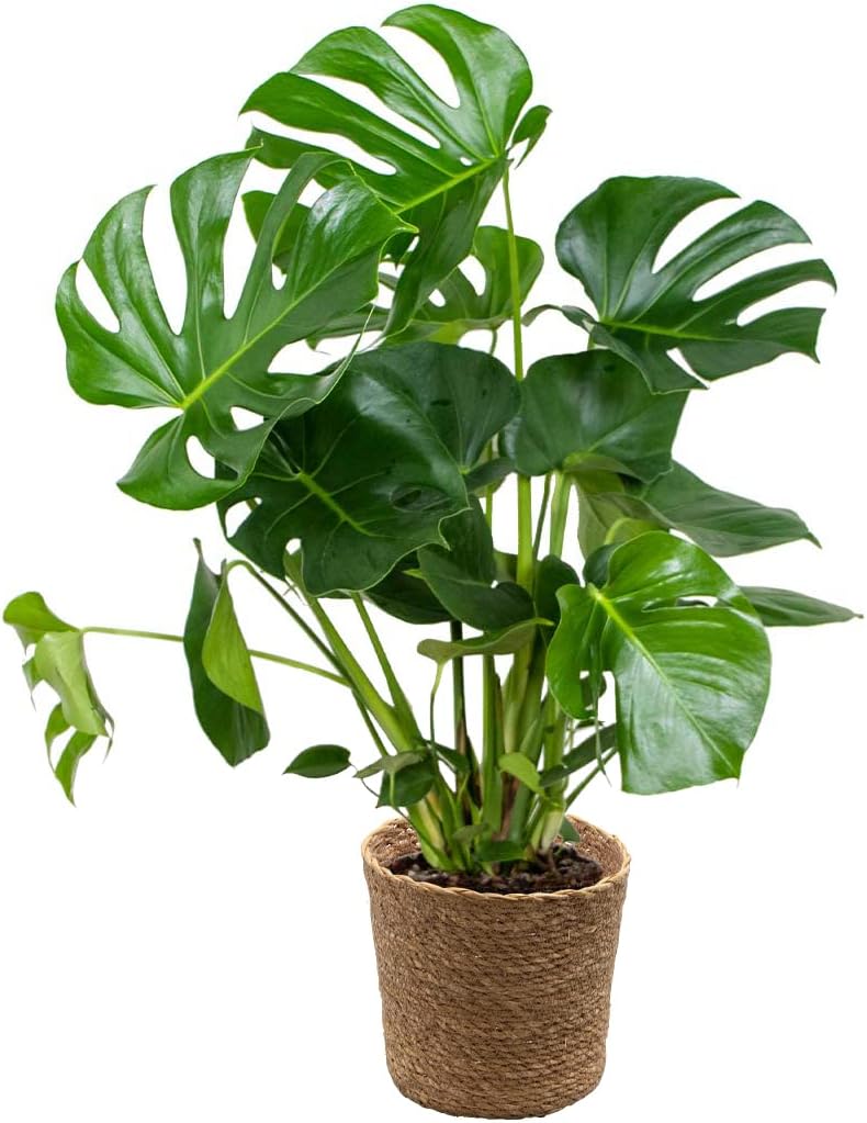 Bloomique - Monstera Deliciosa - Window Leaf - Indoor Plants - Easy Care - Air Purifying - Height 70-80 cm - With Seagrass Basket 21 cm - Pot 21 cm