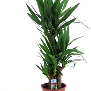 Yucca Elephantipes Large Indoor Plant, 130-140 cm High, Ideal for Indoor Use, Easy Care & Decorative