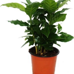 Exotenherz – Coffee Plant (Coffea arabica) 1 Plant – Indoor Plant