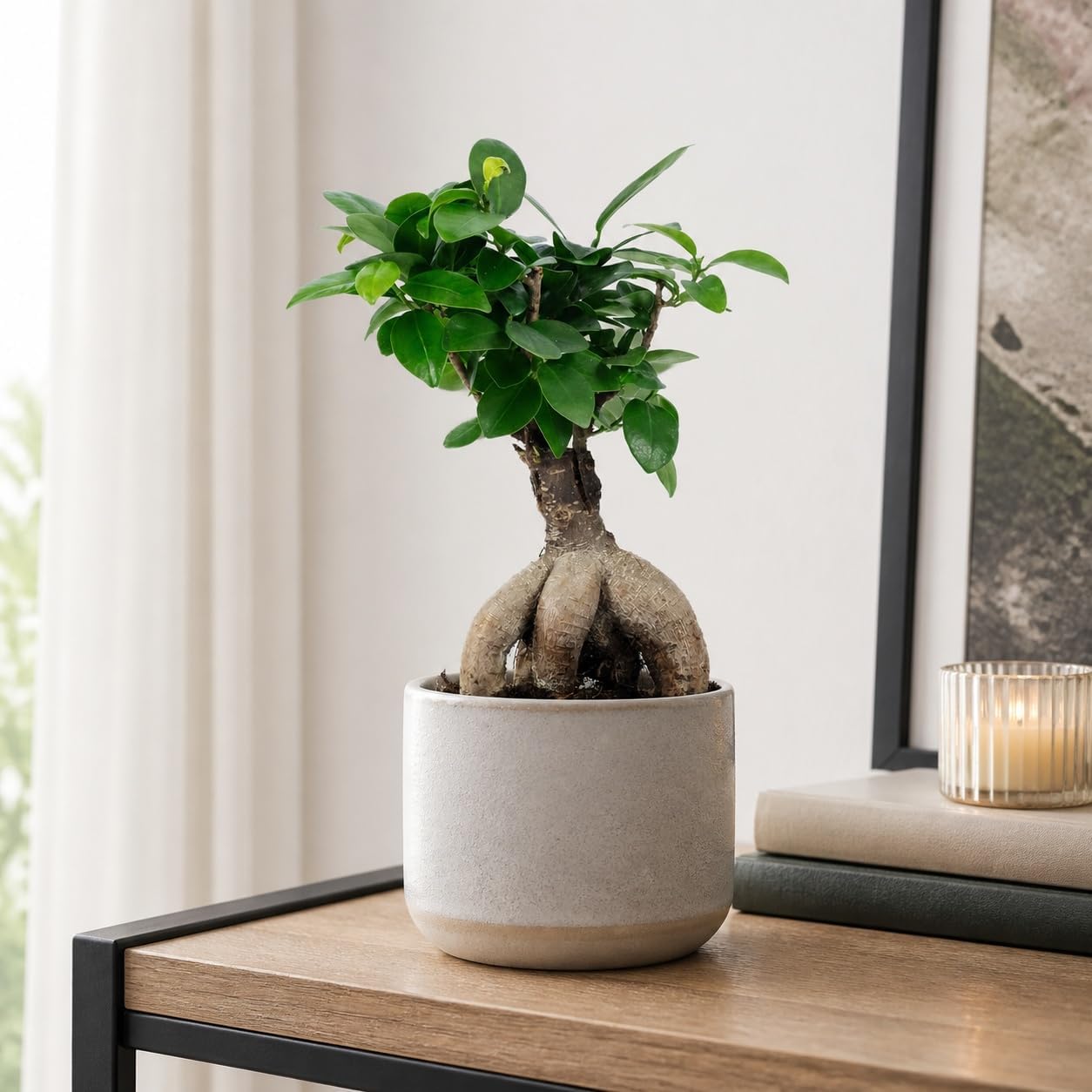 Chinese Fig - Easy-Care Indoor Plant, Ficus Ginseng - Height Approx. 25 cm, Pot Diameter 12 cm – Bild 2