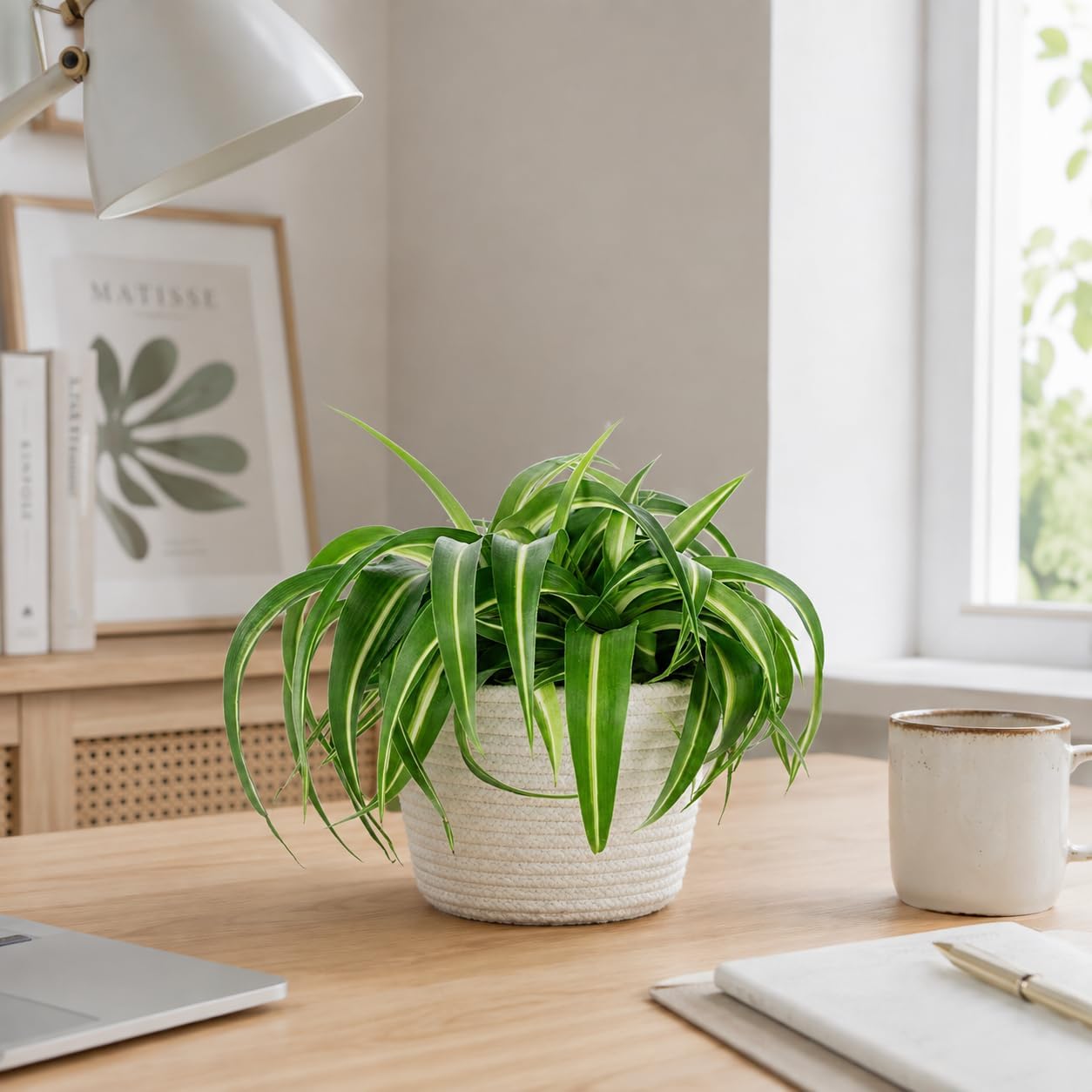 Green Lily 'Bonnie' - Easy-Care Indoor Plant, Chlorophytum Comosum - Height Approx. 25 cm, Pot Diameter 12 cm – Bild 3