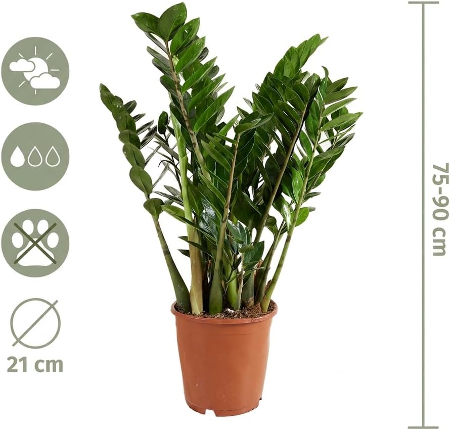 Bloomique - Zamioculcas Zamiifolia - Lucky Feather - Large Indoor Plants - Very Easy Care - Purifies Air - Height 80-90 cm - Pot 21 cm – Bild 7