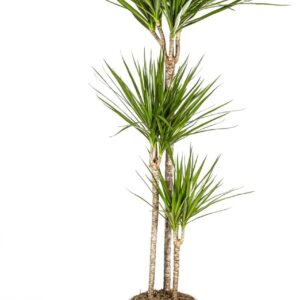 Drachenbaum Dracaena Marginata Green Zimmerpflanze Ø24 cm 130-150 cm