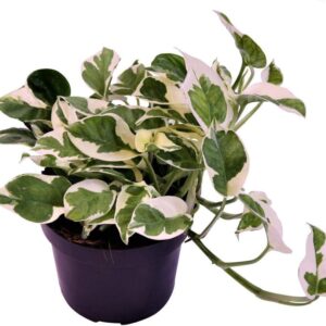 Epipremnum Pinnatum 'N-Joy' 20-30 cm - White Panashed Ivy - Easy Care Indoor Plant - Air Purifying & Decorative - Ideal for Living Room, Office & Hanging Baskets