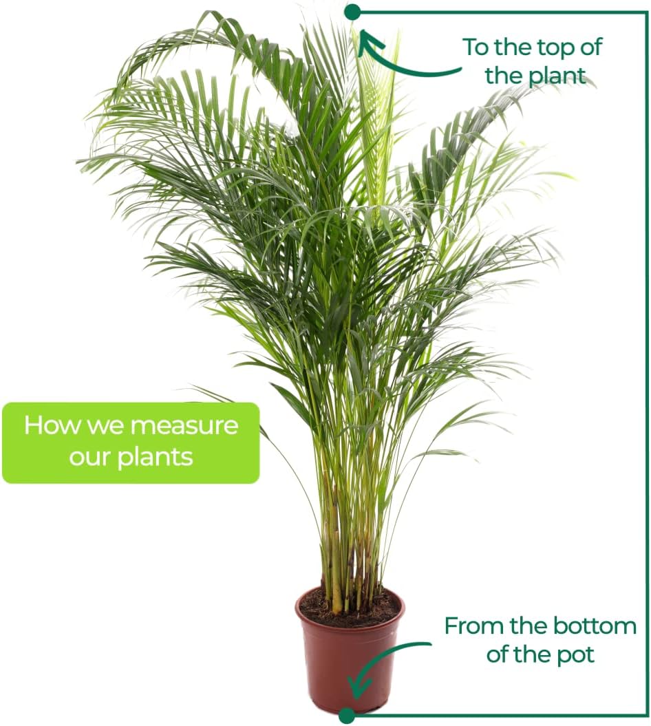 Gardener's Dream Areca Palm Tree (Gold Fruit Palm) - XXL Indoor Plant, Tropical, Evergreen Indoor Plants, Large & Real, Plant Size Including Pot 80-90 cm, Palm Plant for Room, Office, etc. – Bild 4