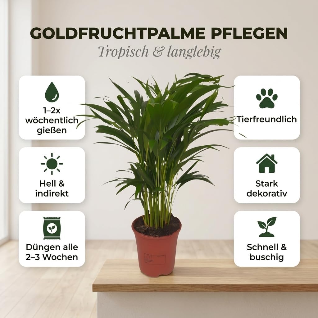 Dypsis Lutescens Golden Fruit Palm Tree Approx. 40-50 cm Diameter 12-15 cm Pot Easy Care Indoor Plants for Home and Office Quality from Professional Plants Ideal Room Greenery – Bild 4