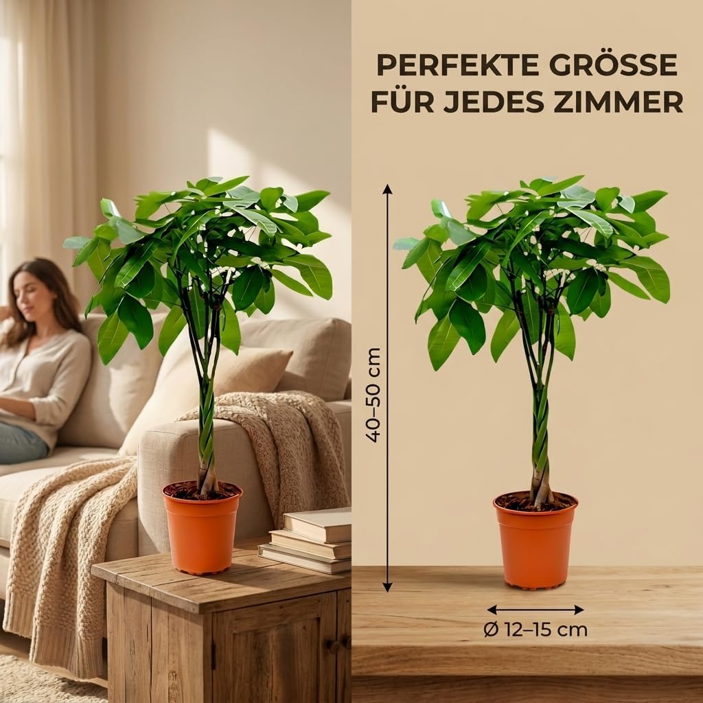 Lucky Chestnut | Pachira | Approx. 40-50 cm | Diameter 12-15 cm Pot | Easy Care Indoor Plants for Home and Office | Quality from Professional Plants | Ideal Room Greenery – Bild 6