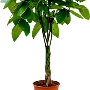 Lucky Chestnut | Pachira | Approx. 40-50 cm | Diameter 12-15 cm Pot | Easy Care Indoor Plants for Home and Office | Quality from Professional Plants | Ideal Room Greenery