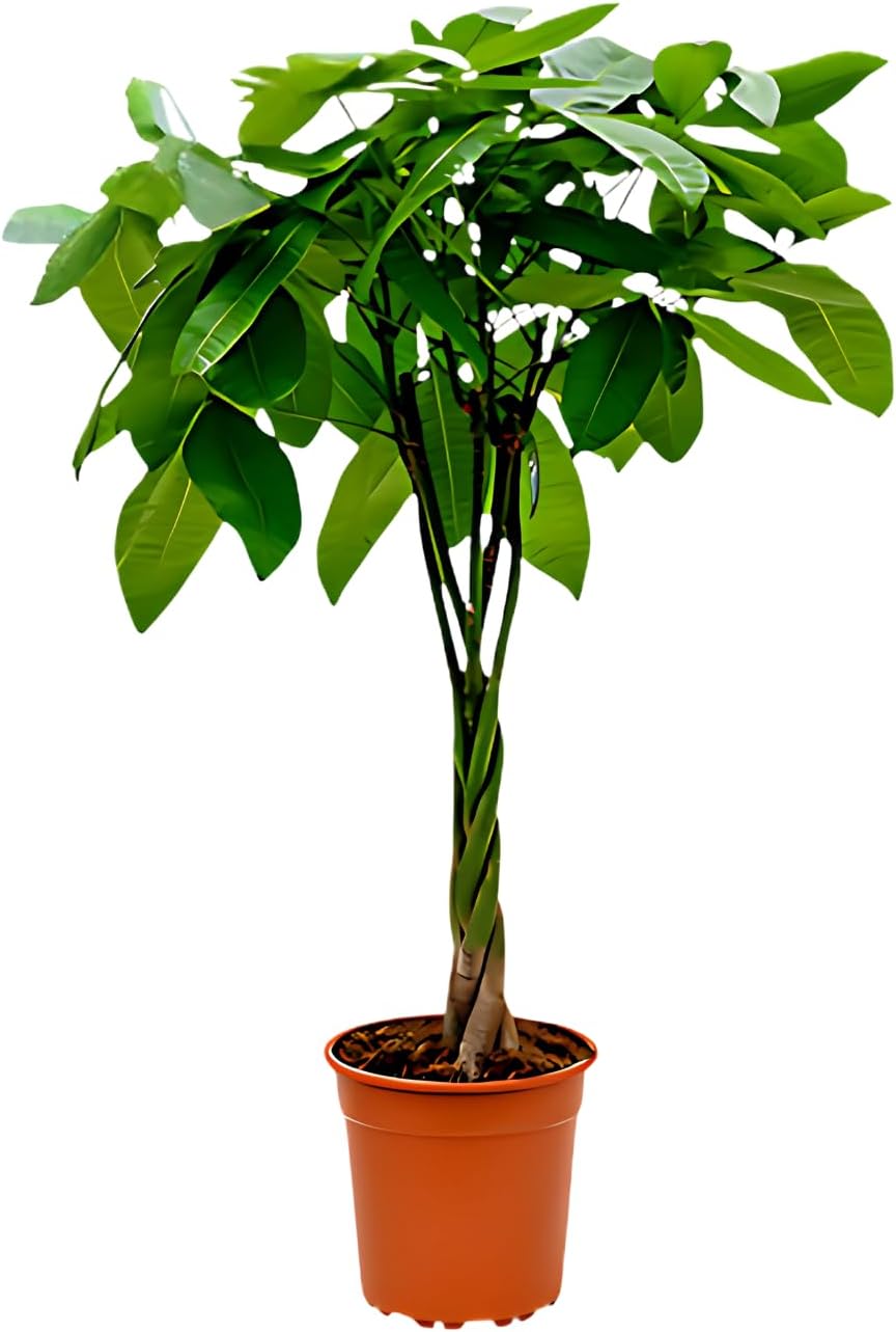 Lucky Chestnut | Pachira | Approx. 40-50 cm | Diameter 12-15 cm Pot | Easy Care Indoor Plants for Home and Office | Quality from Professional Plants | Ideal Room Greenery