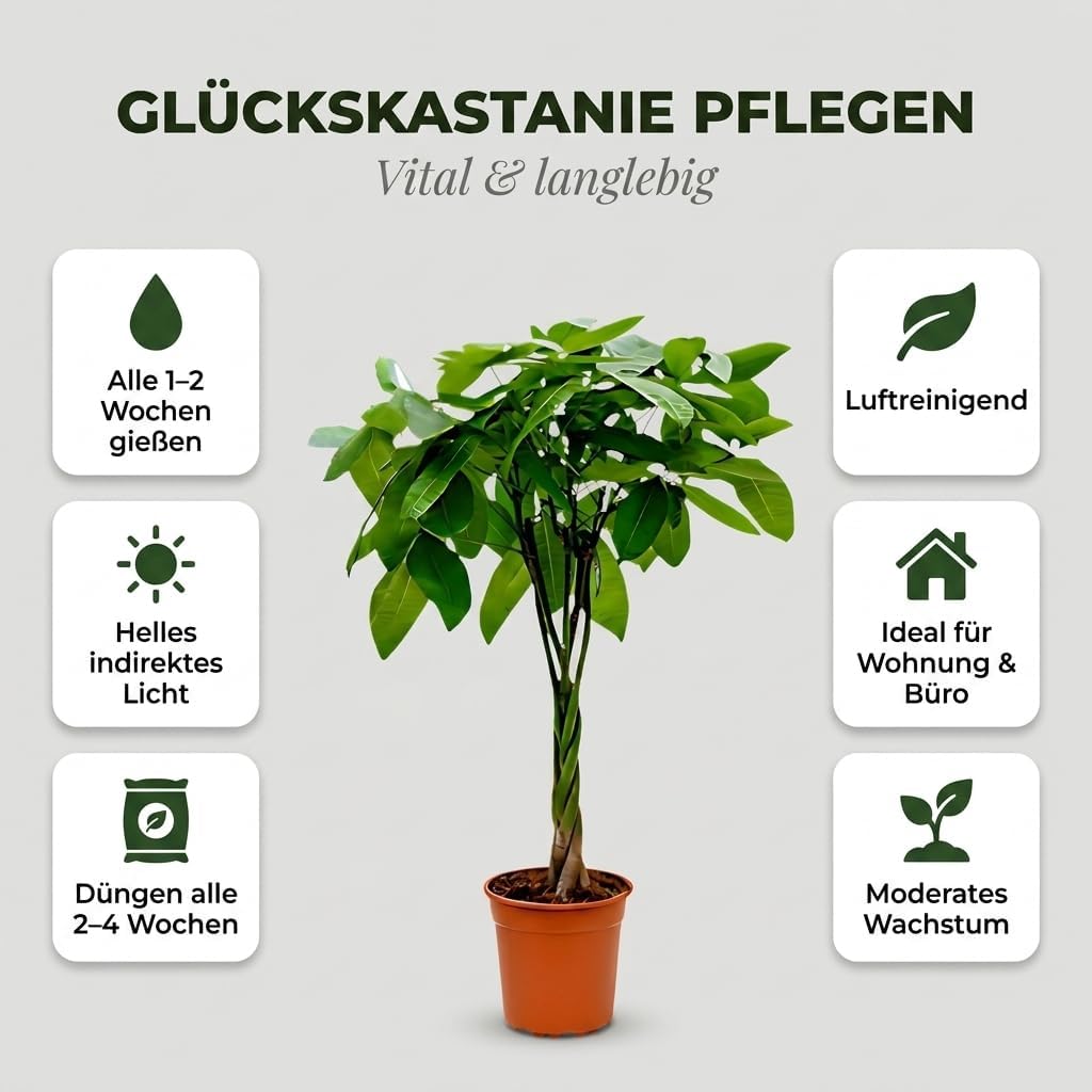 Lucky Chestnut | Pachira | Approx. 40-50 cm | Diameter 12-15 cm Pot | Easy Care Indoor Plants for Home and Office | Quality from Professional Plants | Ideal Room Greenery – Bild 4