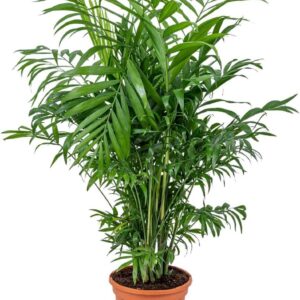 Chamaedorea 'Elegans' Mexican Dwarf Palm Tree, Indoor Plant in Growing Pot