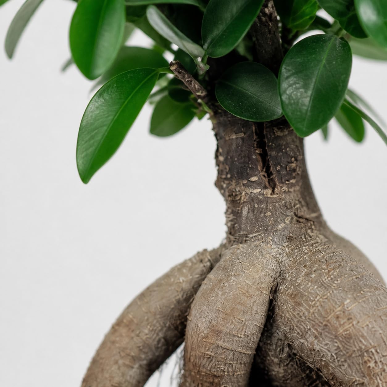 Chinese Fig - Easy-Care Indoor Plant, Ficus Ginseng - Height Approx. 25 cm, Pot Diameter 12 cm – Bild 5