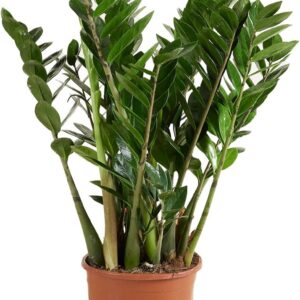 Bloomique - Zamioculcas Zamiifolia - Lucky Feather - Large Indoor Plants - Very Easy Care - Purifies Air - Height 80-90 cm - Pot 21 cm