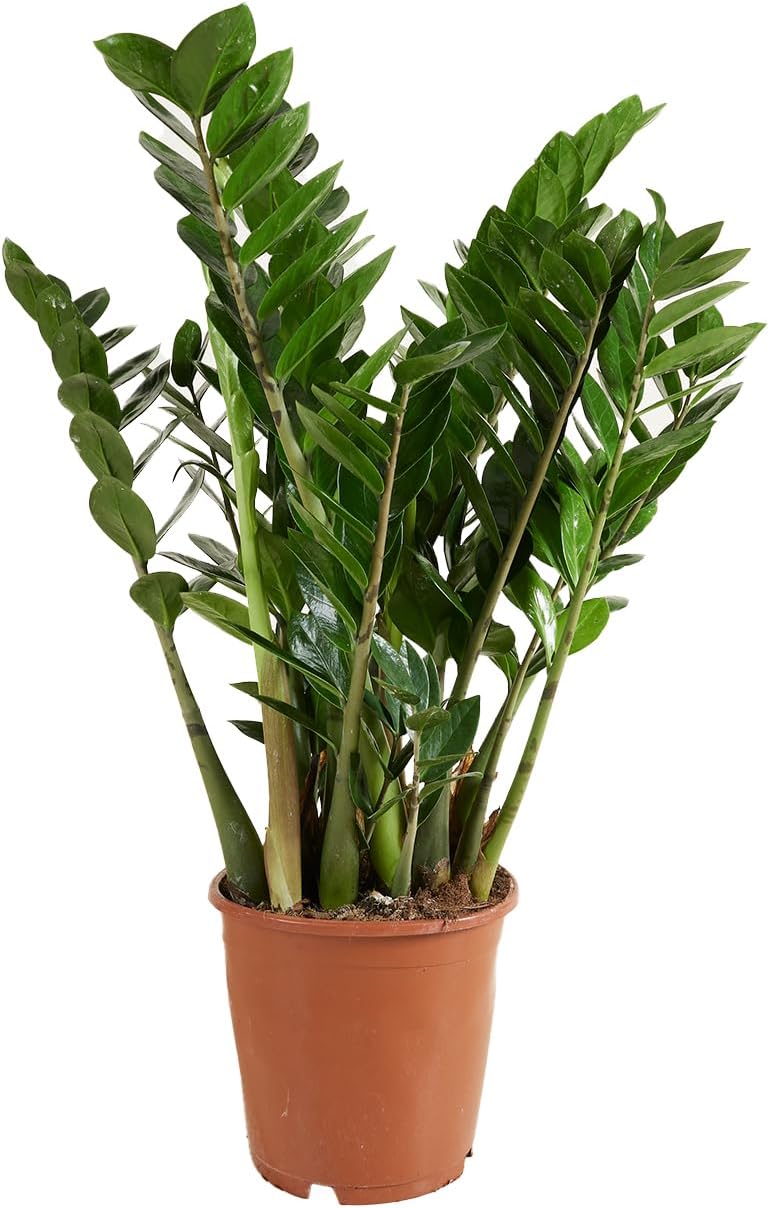 Bloomique - Zamioculcas Zamiifolia - Lucky Feather - Large Indoor Plants - Very Easy Care - Purifies Air - Height 80-90 cm - Pot 21 cm