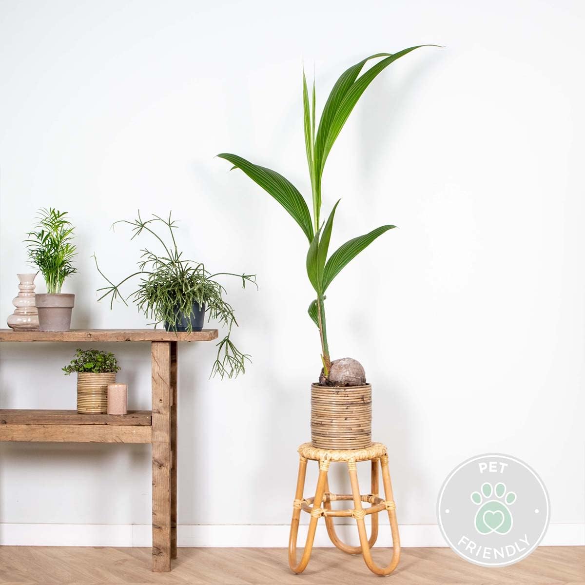 Bloomique - Cocos Nucifera - Coconut Palm - Large Indoor Plants - Easy Care - Pet Friendly - Height 100-120 cm - Pot 19 cm – Bild 2