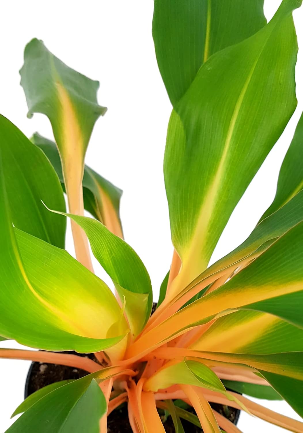 Chlorophytum orchidastrum 'Green Orange' - Green Lily in Diameter 10 cm Pot - Easy-Care Indoor Plant – Bild 3