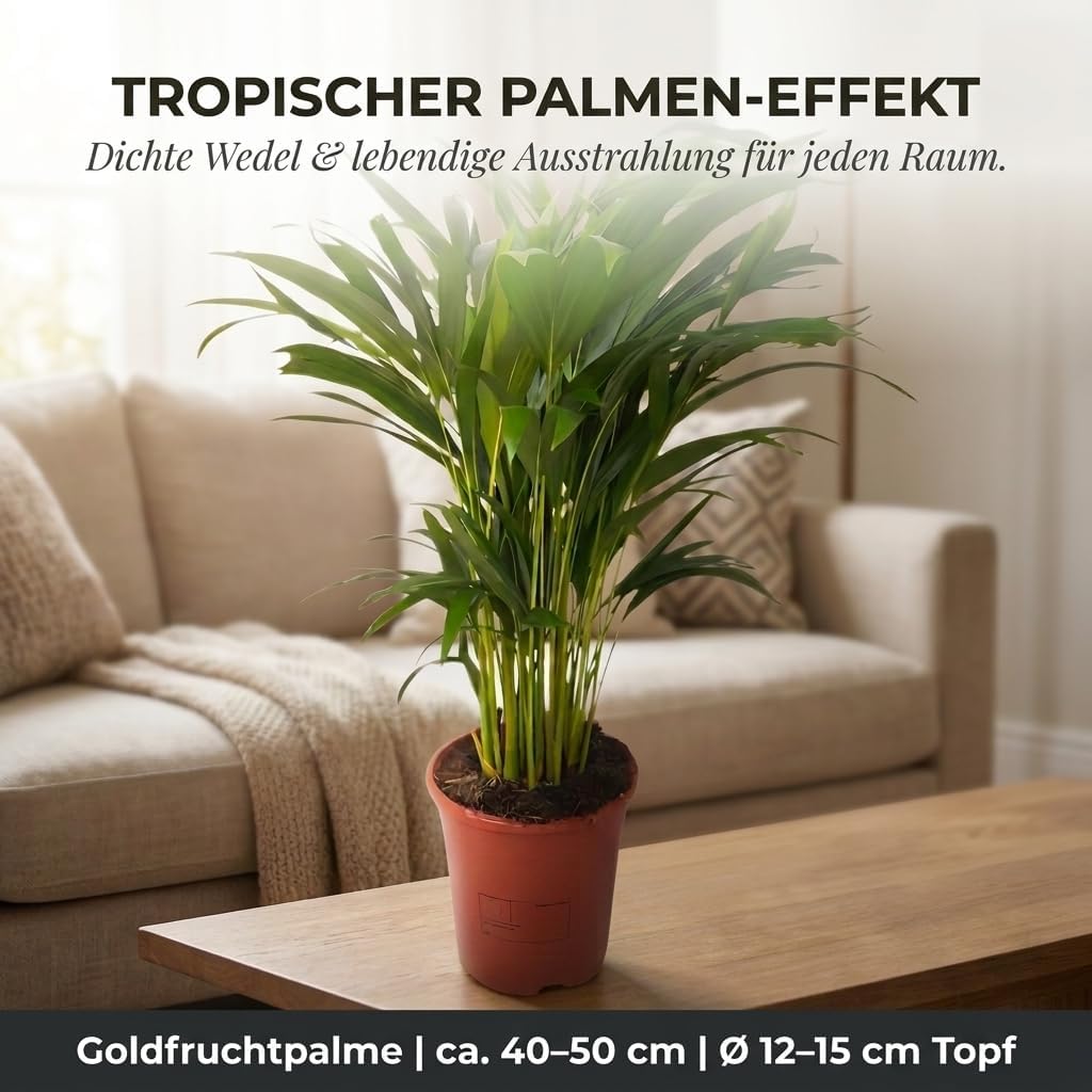 Dypsis Lutescens Golden Fruit Palm Tree Approx. 40-50 cm Diameter 12-15 cm Pot Easy Care Indoor Plants for Home and Office Quality from Professional Plants Ideal Room Greenery – Bild 3