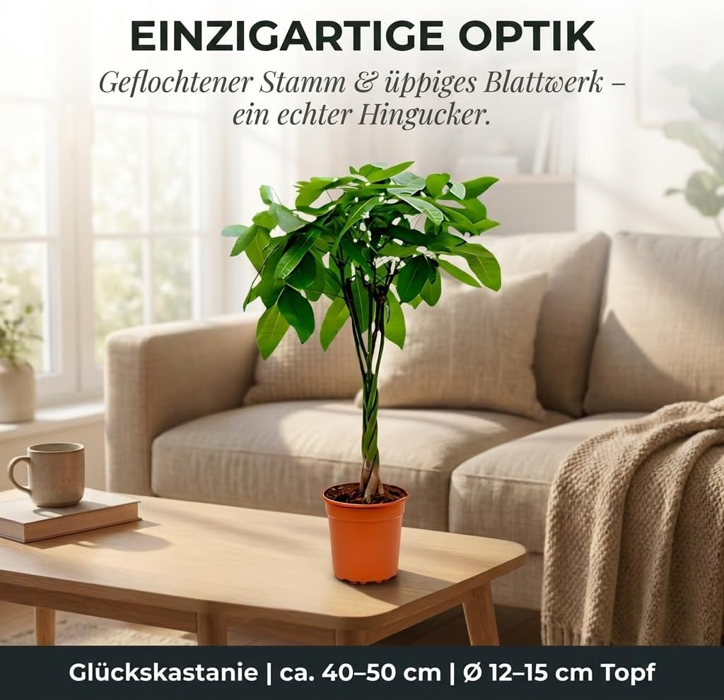 Lucky Chestnut | Pachira | Approx. 40-50 cm | Diameter 12-15 cm Pot | Easy Care Indoor Plants for Home and Office | Quality from Professional Plants | Ideal Room Greenery – Bild 3