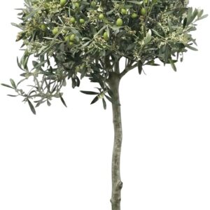 Bloomify Olive Tree „Olivia“ | 80 to 110 cm Large Perennial Olive Tree Trunk | Protected Hardy and Easy-Care Olive Plant for Patio or Balcony | Very Yielding