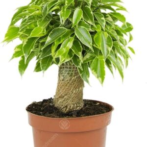 Gardeners Dream Ficus Benjamini 'Kinky' (Height Including Pot: 20-30 cm) - Birch Fig Indoor Plant - Real Plants for Indoor Plants - Green Plants - Plant Decoration - Large Pot Plant