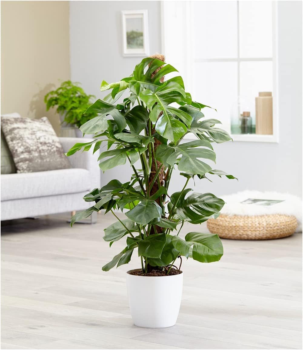 Baldur Garten 1x Monstera Window Leaf Approx. 60-70 cm High – Bild 2