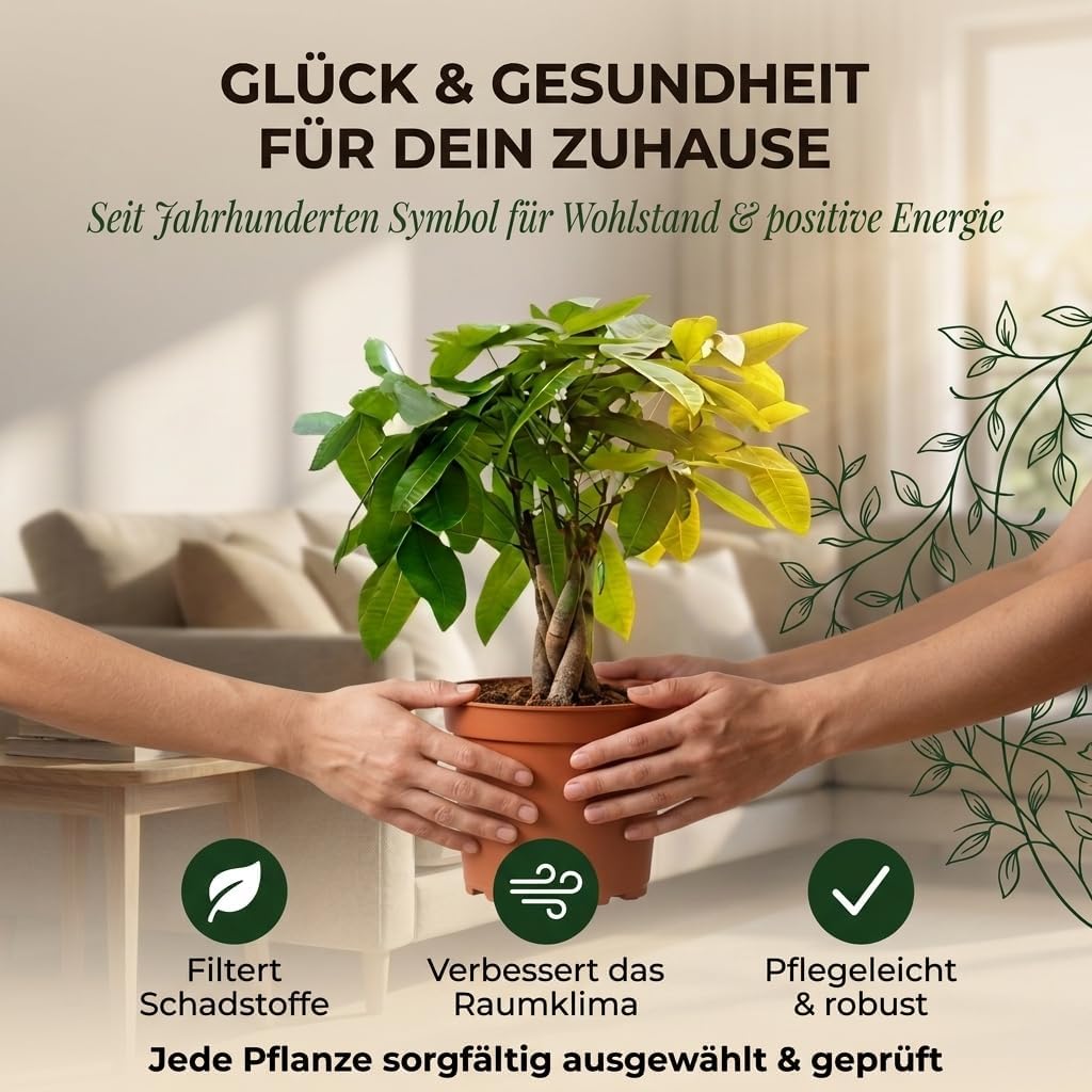 Lucky Chestnut | Pachira | Approx. 40-50 cm | Diameter 12-15 cm Pot | Easy Care Indoor Plants for Home and Office | Quality from Professional Plants | Ideal Room Greenery – Bild 5