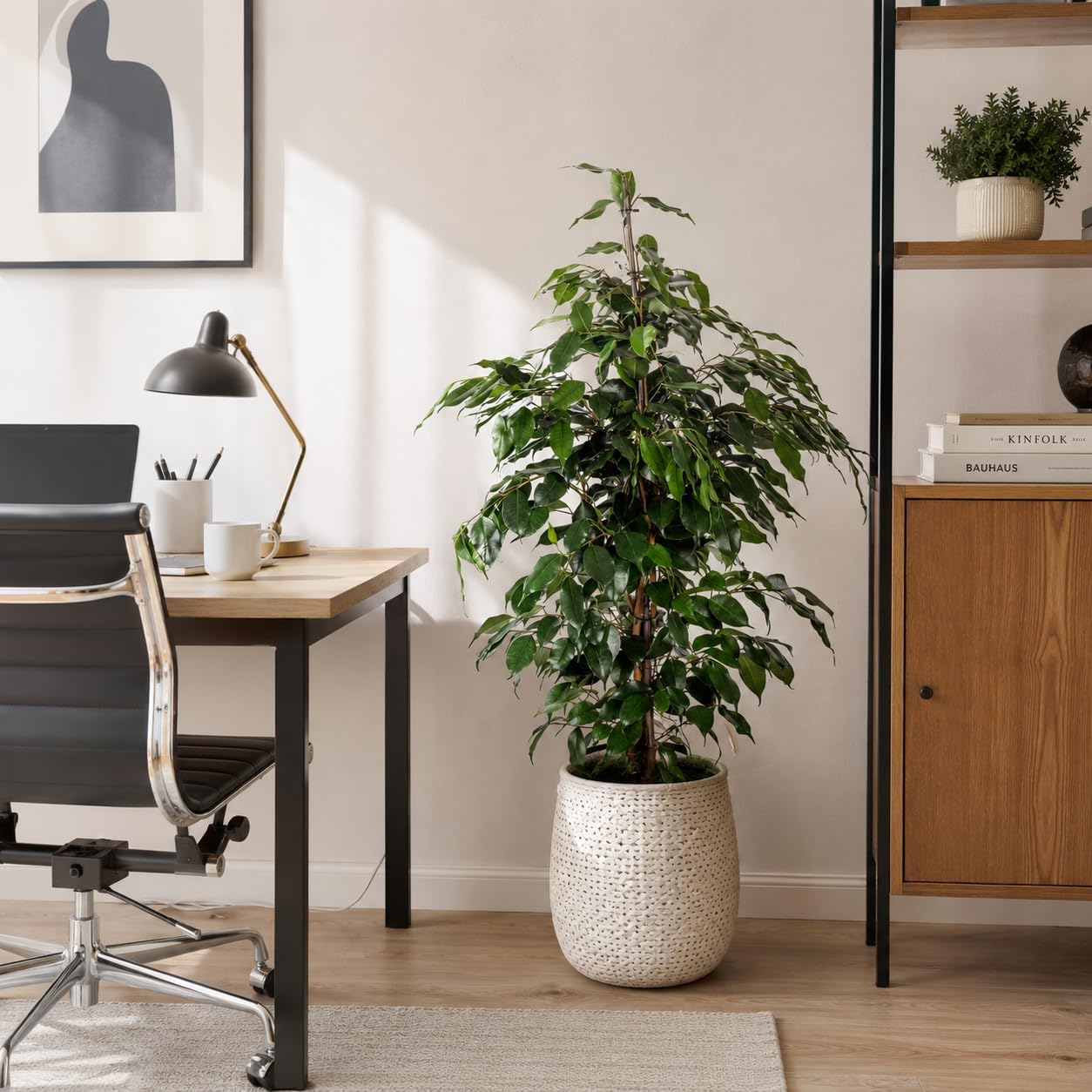 Birch Fig - Easy-Care Indoor Plant, Ficus Benjamini - Height Approx. 100 cm, Pot Diameter 21 cm – Bild 2