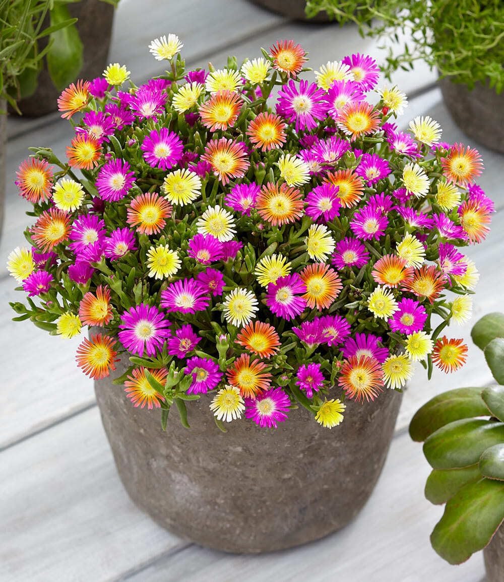 Baldur Garden 3 Hardy Ice Flowers Summer Mix, Plants in 9 x 9 cm Pot – Bild 2