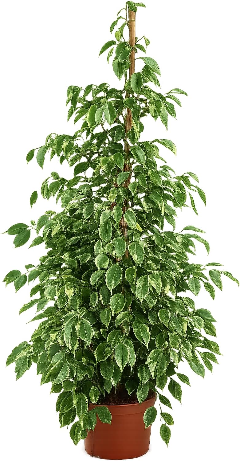 Ficus Benjamina Golden King 130-150 cm - Easy Care Indoor Plant with Golden Leaves, Indoor Plant for Living Rooms – Bild 4