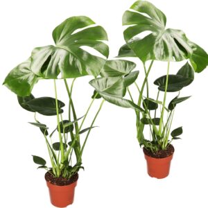 Monstera deliciosa | Set of 2 | Window Leaf | Approx. 55-70 cm | Diameter 12-15 cm Pot | Easy Care Indoor Plants for Home and Office | Quality from Plant Professional | Ideal Room Greenery